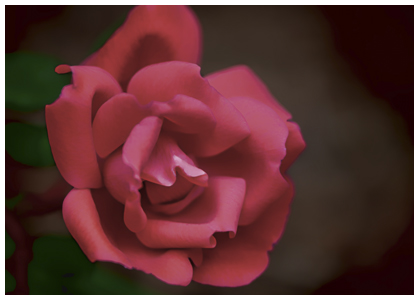 Beautiful Rose taken at Macro Levels