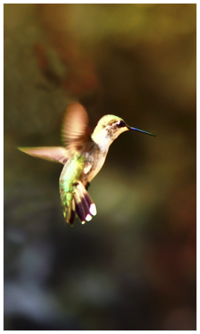 hummingbird flying captured with fast motion shutter speed