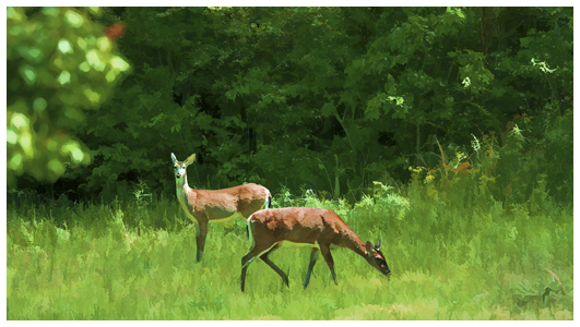 deer grazing peacefully in a field - female deer eating foliage
